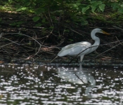 2016 06 11 WildLife MPLS 035
